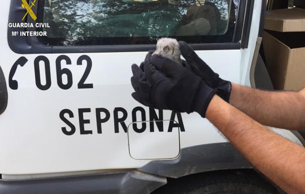 La Guardia Civil recupera un polluelo de Búho Real en El Casar (Guadalajara)