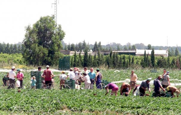 Detenidas en Ciudad Real 4 personas por "traficar con trabajadores" agrarios