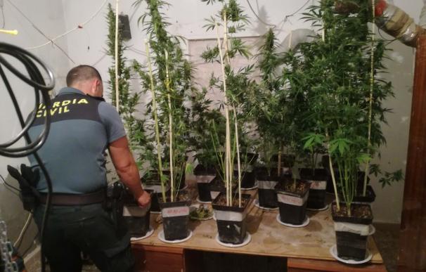 Detenido un hombre con una orden de ingreso en prisión y una plantación de marihuana en su vivienda