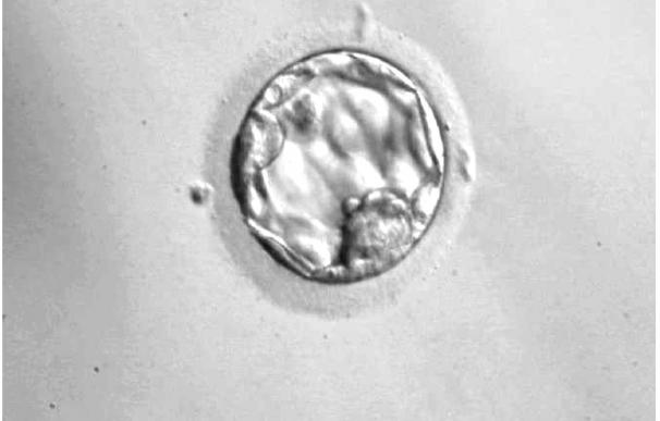 Embriólogos clínicos piden que se reconozca su especialidad y su "indudable" labor sanitaria