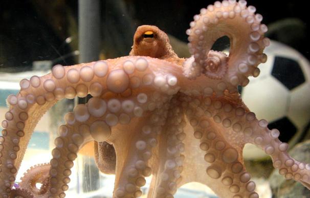 El Zoo Aquarium podría acoger al pulpo Paul en un "cortísimo" plazo de tiempo