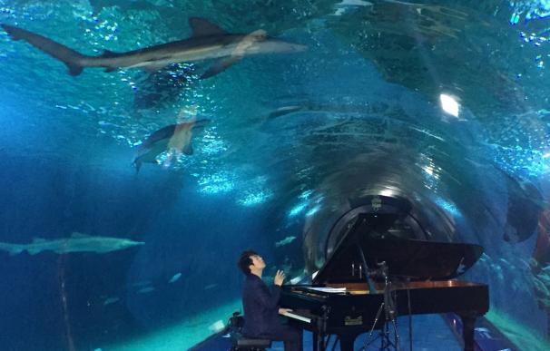 El virtuoso Lang Lang hace "sonreír" a los tiburones del Oceanogràfic de Valencia