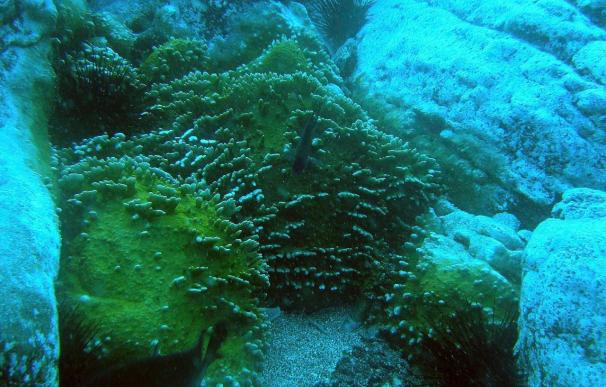 Descubren en aguas canarias un coral tropical habitual en mares cálidos