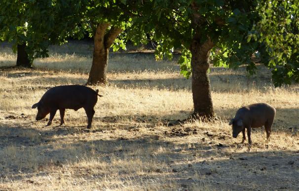 La cabaña del cerdo ecológico onubense se eleva hasta las 1.604 cabezas y acapara el 54,30% del sector andaluz