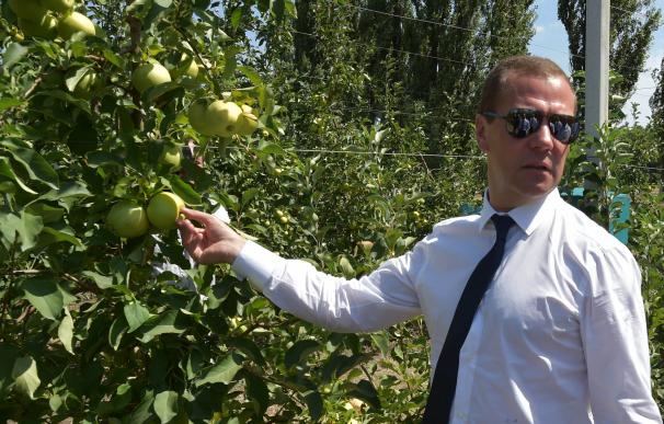 El primer ministro ruso Dmitry Medvedev inspecciona una huerta en Vodniki el pasado agosto