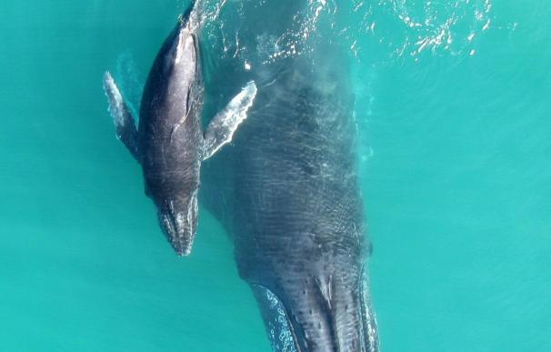 Investigadores observan un aleteo inesperado de las aletas en ballenas jorobadas
