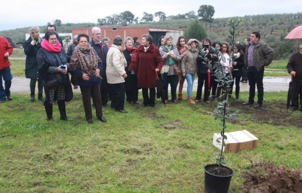 Extremadura declara Bien de Interés Cultural la Fiesta del árbol de Villanueva de la Sierra (Cáceres)