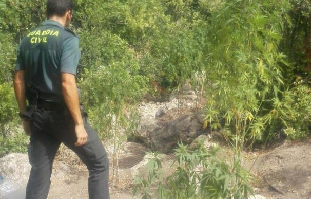 Tres detenidos acusados de cultivar marihuana en un paraje oculto entre rocas de Sorbas