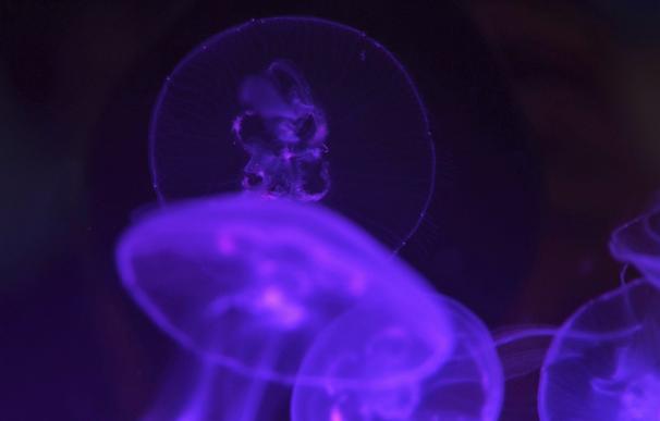 Los bancos de medusas de este verano están "dentro de lo normal" y "menor de lo esperado", según experto