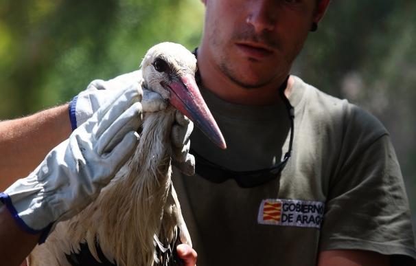 Agentes para la Protección de la Naturaleza salvan la vida de varias aves en el Somontano