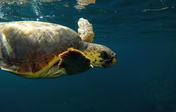El centro de recuperación de Palma Aquarium recibirá tortugas marinas heridas o enfermas desde Ibiza y Menorca