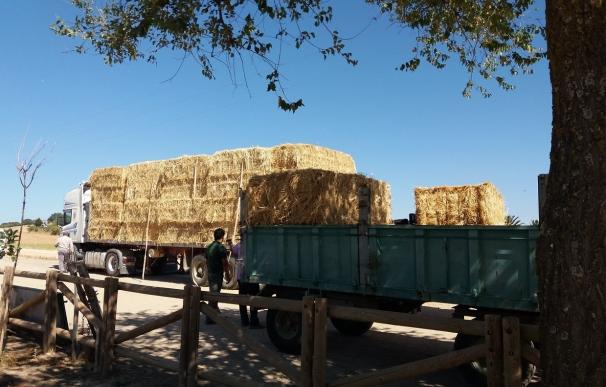La Diputación de Badajoz envía un camión de heno para los ganaderos afectados por el incendio de Arroyo de San Serván