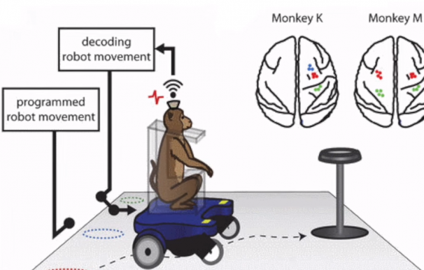 La Neuroingeniería permite a unos monos mover con la mente una silla de ruedas
