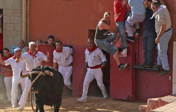"Madrileño" casi completa el recorrido en la carrera del toro enmaromado de Benavente