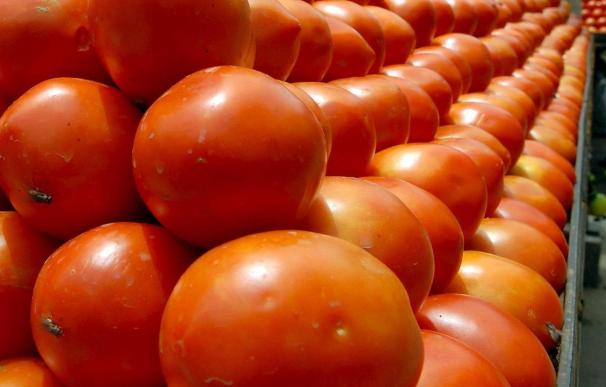 El pimiento verde y el tomate los productos frescos que más se abarataron en junio