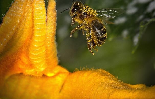 Empieza la primavera y las alergias al polen que sufren 8 millones de personas