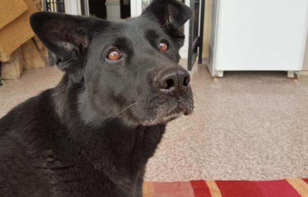 Buscan familia para Laki, un perro jubilado del Ejército con "baja movilidad pero muy cariñosa"