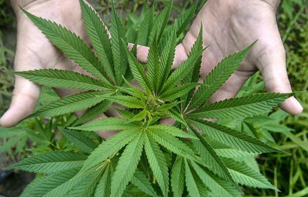 Centenares de empresas solicitan permiso para cultivar marihuana en Canadá