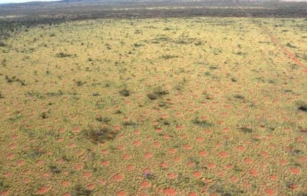 Científicos hallan en origen de los extraños círculos que se forman en los campos de Australia