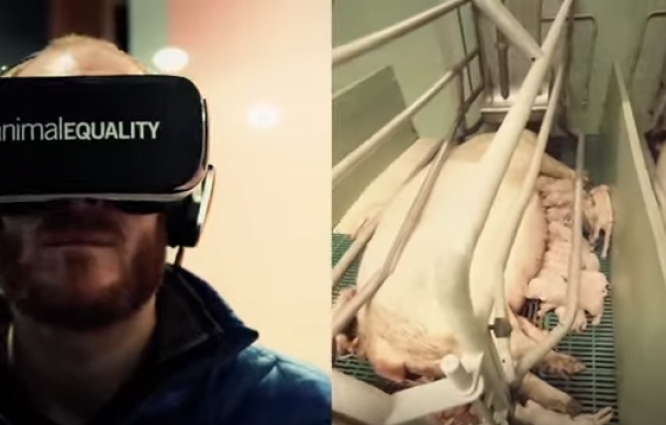 'Factory Farm': La realidad virtual que te 'transporta' a granjas y mataderos