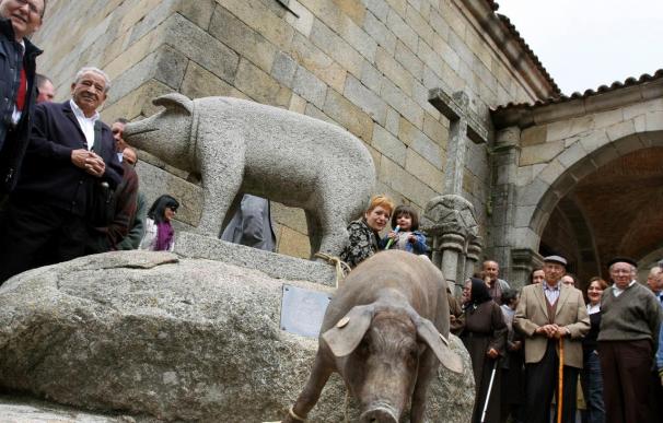 La Alberca bendice al marrano de San Antón, cerdo que vagará por las calles