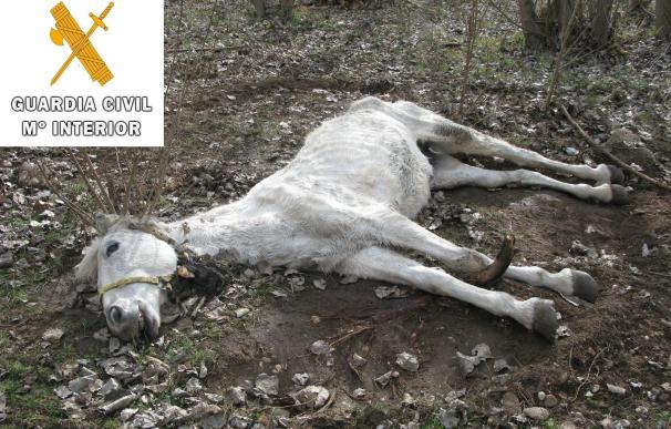El Seprona investiga en Peñafiel al dueño de una explotación ilegal de équidos tras hallar una yegua muerta