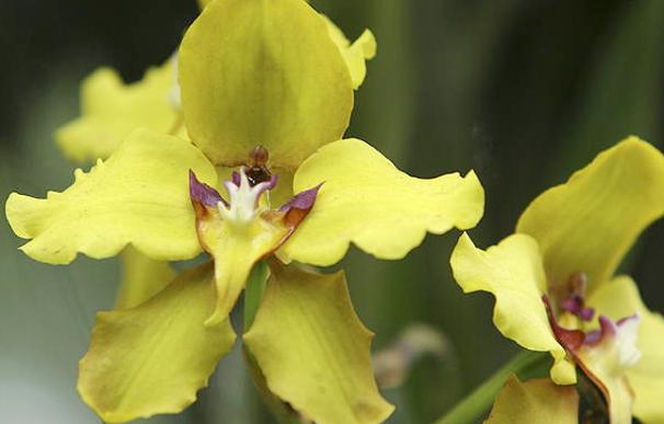 Uno de los pocos ejemplares conocidos de la orquídea Lady's Slipper (Zapatito de Dama), considerada la flor más rara del Reino Unido. EFE