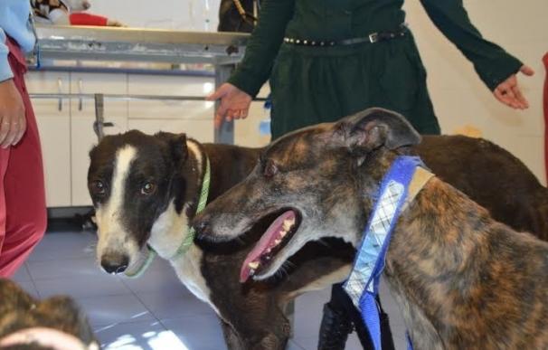 La Asociación Galgos del Sur rescata a ocho galgos de la perrera de Córdoba