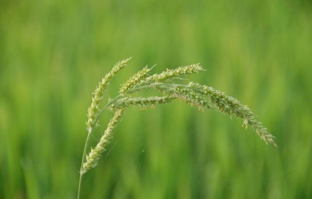 Un proyecto de investigación nacional busca soluciones para luchar contra las malas hierbas de los arrozales