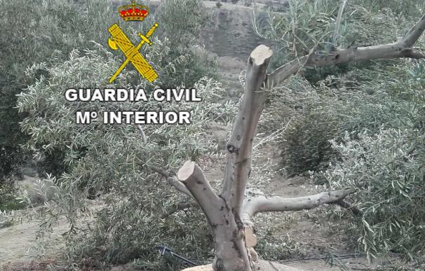 Detenidos cuatro menores acusados de robar motosierras y talar olivos en fincas de Quesada