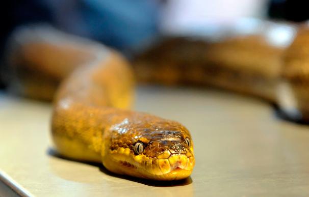 Un cliente se enfada y suelta una serpiente gigante en un restaurante de EEUU / Ethan Miller