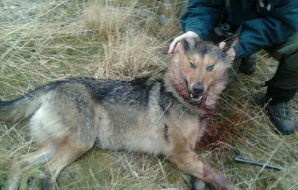 El lobo no podrá cazarse y las indemnizaciones por sus daños a ganaderías dependerán del Gobierno regional