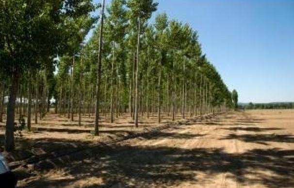 Diputación de Cáceres retomará la actividad del vivero provincial para suministrar árboles y arbustos a los municipios