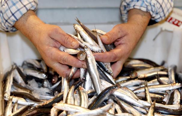 La CE propone aumentar las capturas de anchoa en el Golfo de Vizcaya