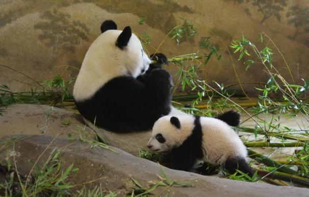 La cría de oso panda del Zoo de Madrid da su primer paseo en solitario