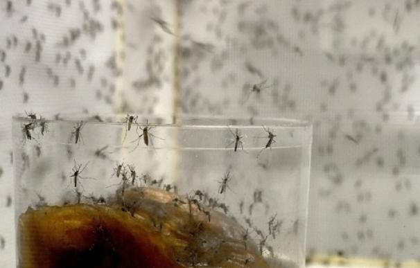EEUU recomienda a las parejas expuestas al zika que esperen para concebir