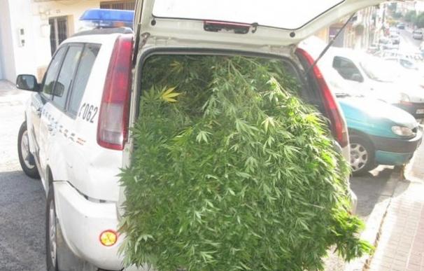 Guardia Civil y Policía Nacional intervinieron 270 kilos de marihuana en la provincia durante 2015