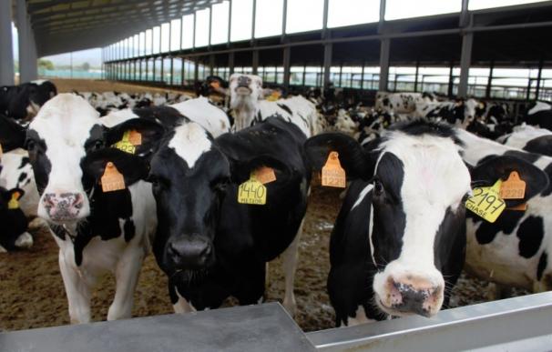 Hasta 300 euros por vacas cobrarán los ganaderos más afectados por la crisis de la leche