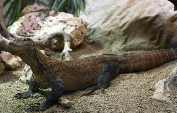 El Zoo inicia un programa de reproducción en cautividad del dragón de Komodo