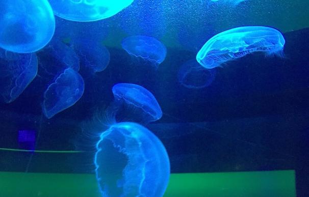 El Sea Life Benalmádena se llena de medusas en una nueva exhibición