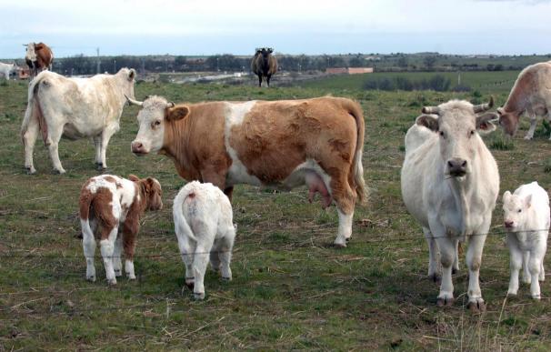 Europa ha confirmado 217 enfermos con la variante humana de las "vacas locas"