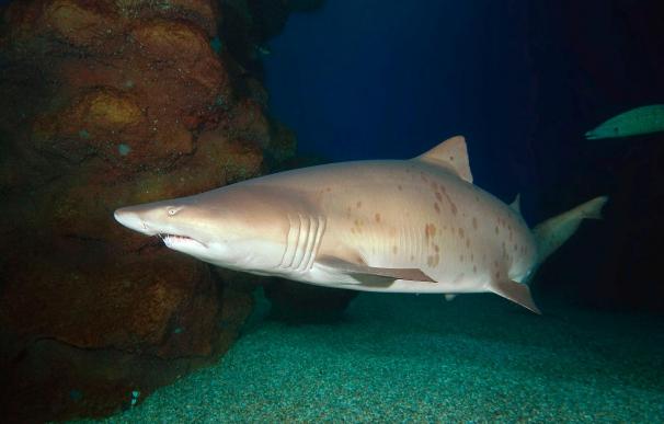 El Mediterráneo es el lugar más peligroso del mundo para los tiburones