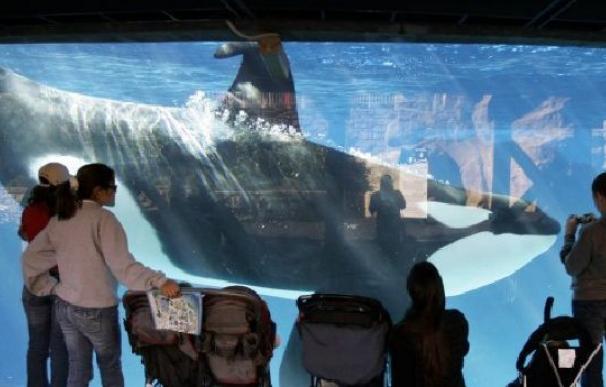 La tragedia de las orcas en SeaWorld