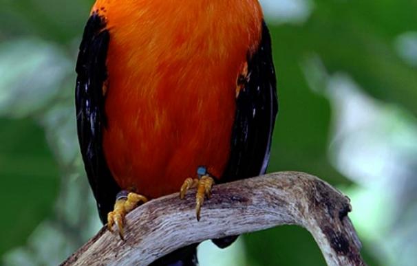 El gallito de las rocas es un ave que solo se puede avistar en Los Andes (Imagen: Jerry Thompson)