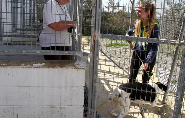 Voluntarios trabajan en labores de sociabilización y protección animal dentro del refugio de Diputación