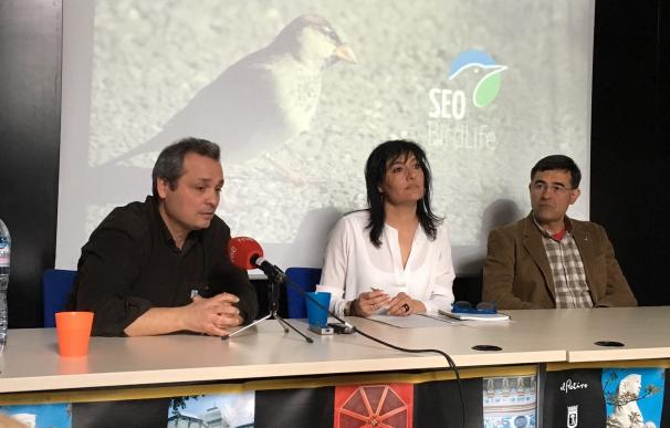 SEO/BirdLife pide mejorar la calidad ambiental de las ciudades para frenar el descenso poblacional del gorrión común