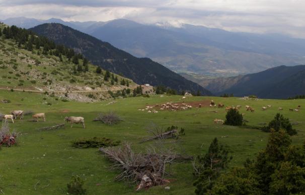 Los cambios en la ganadería provocan una expansión de los bosques en los Pirineos