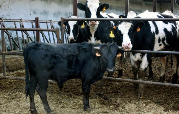 Got, el primer toro de lidia clonado, se usará como reproductor en Andalucía