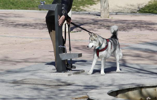El Ayuntamiento comienza la instalación de 50 fuentes mixtas para uso de personas y perros