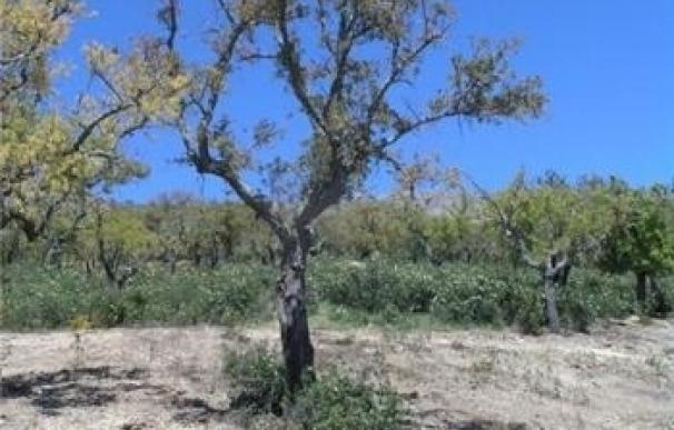 Una ONG busca adoptantes de árboles en Segovia